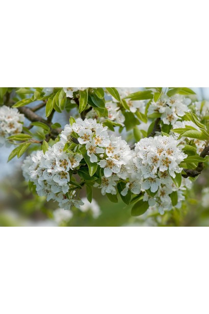 Груша колоновидна ‘Кармен’ в цвіті